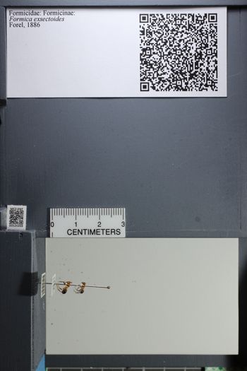 Media type: image;   Entomology 525359